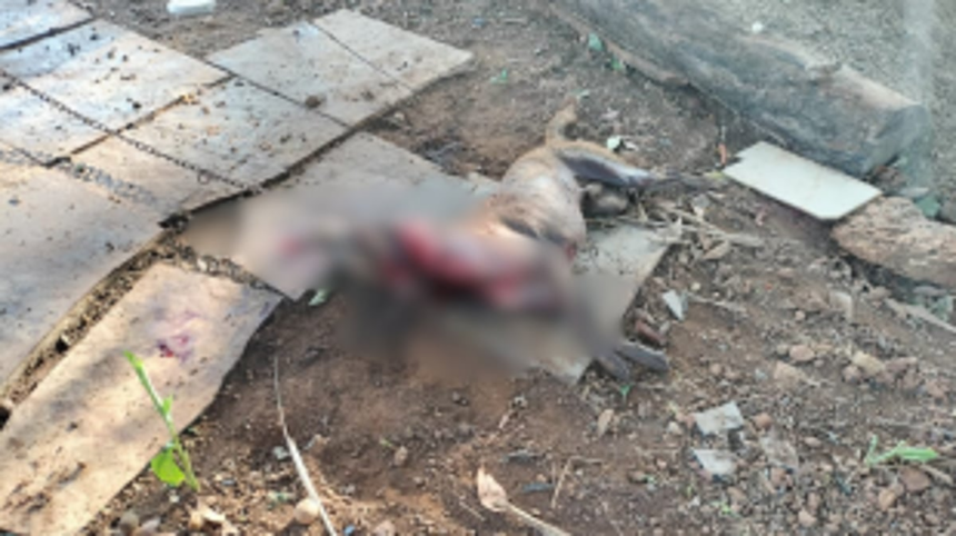 Leopard Attack Raises Concerns in Pernem Taluka: Pet Dog Killed in Bhom Wada, Tuem