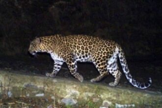 Leopard Attack Sparks Concern in Tuem Community: Heightened Vigilance Urged