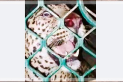Leopard Captured in Bicholim: Residents Blame Mining for Increased Sightings
