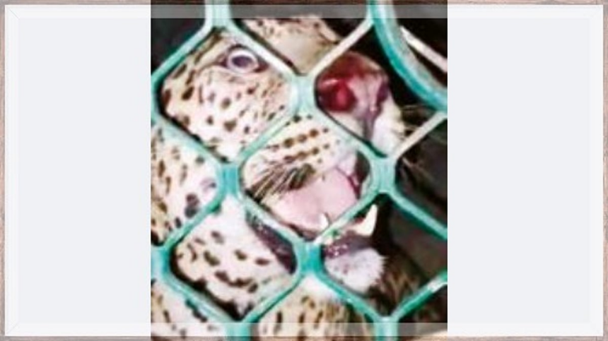 Leopard Captured in Bicholim: Residents Blame Mining for Increased Sightings 1 Leopard Captured in Bicholim: Residents Blame Mining for Increased Sightings