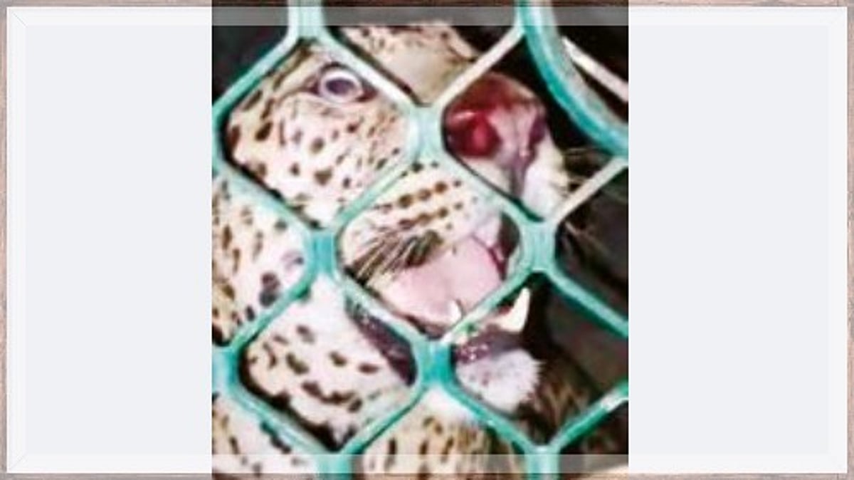 Leopard Captured in Bicholim: Residents Blame Mining for Increased Sightings