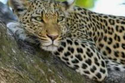 Leopard Enters Courtyard in Dhavalim, Triggers Panic Among Residents