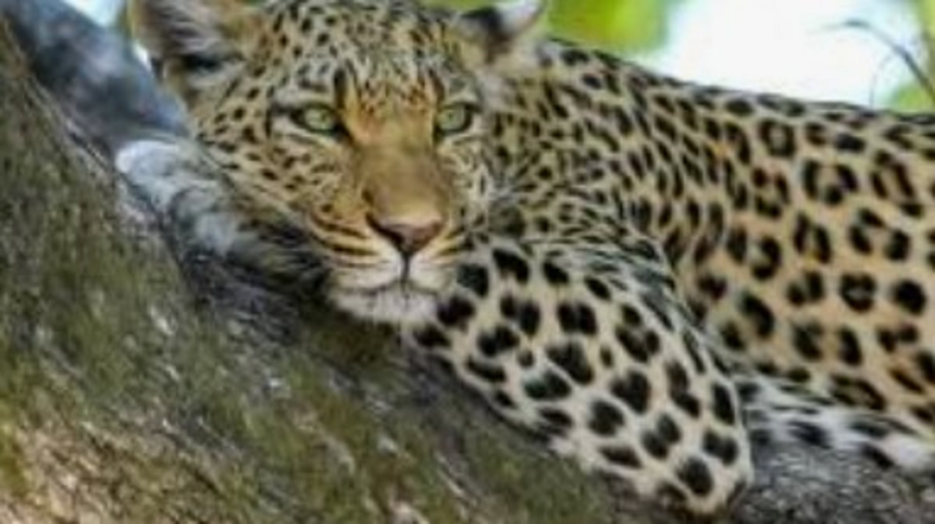Leopard Enters Courtyard in Dhavalim, Triggers Panic Among Residents 1 Leopard Enters Courtyard in Dhavalim, Triggers Panic Among Residents