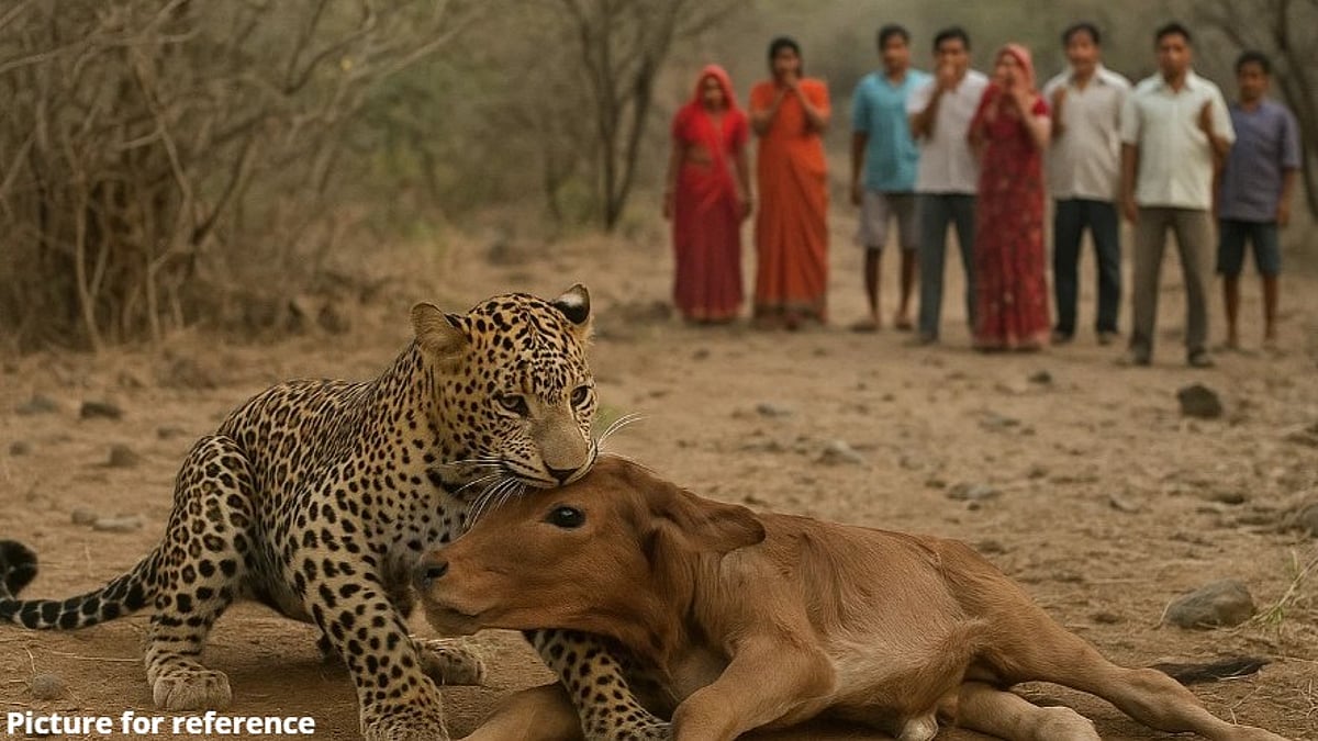 Leopard Kills Calf in Naikwada, Paliye; Villagers Panic Over Frequent Sightings