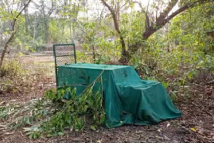 Leopard Sightings Spark Concern in Pernem Taluka: Locals Demand Action