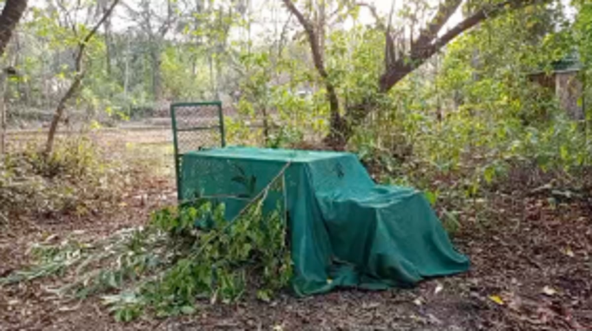 Leopard Sightings Spark Concern in Pernem Taluka: Locals Demand Action 1 Leopard Sightings Spark Concern in Pernem Taluka: Locals Demand Action