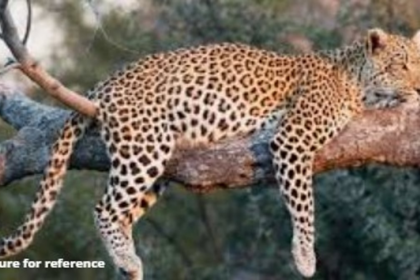Leopard Spotted in Sanguem, Causes Panic Near Viliena Village