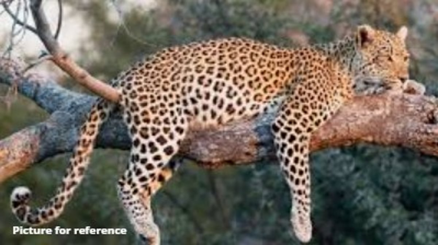 Leopard Spotted in Sanguem, Causes Panic Near Viliena Village 1 Leopard Spotted in Sanguem, Causes Panic Near Viliena Village