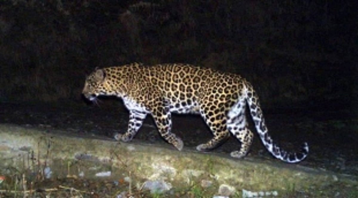 Leopard attacks a two-wheeler rider Tuem