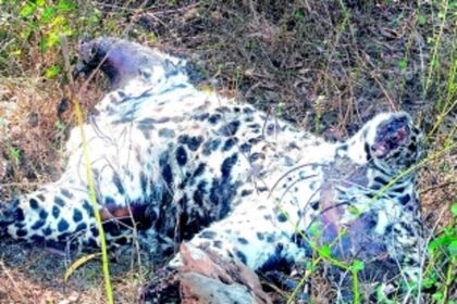 Leopard carcass found at Usgao with paws missing