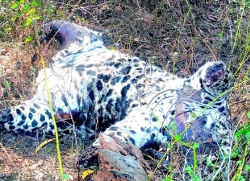 Leopard carcass found at Usgao with paws missing 1 Leopard carcass found at Usgao with paws missing
