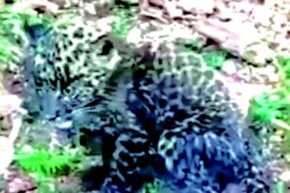 Leopard cub rescued at Cuncoliem