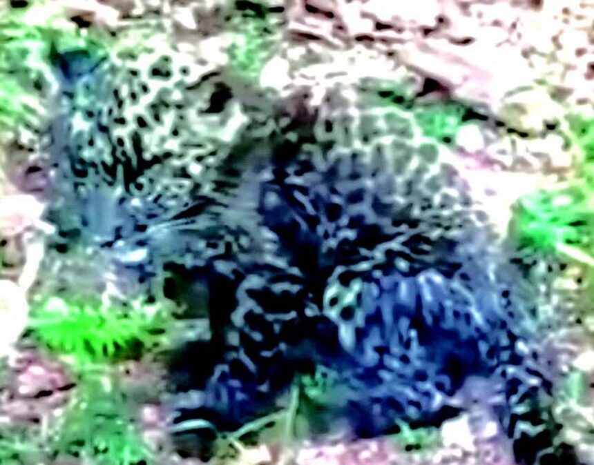 Leopard cub rescued at Cuncoliem 1 Leopard cub rescued at Cuncoliem