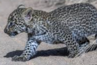 Leopard cub rescued  from a tree in Canacona