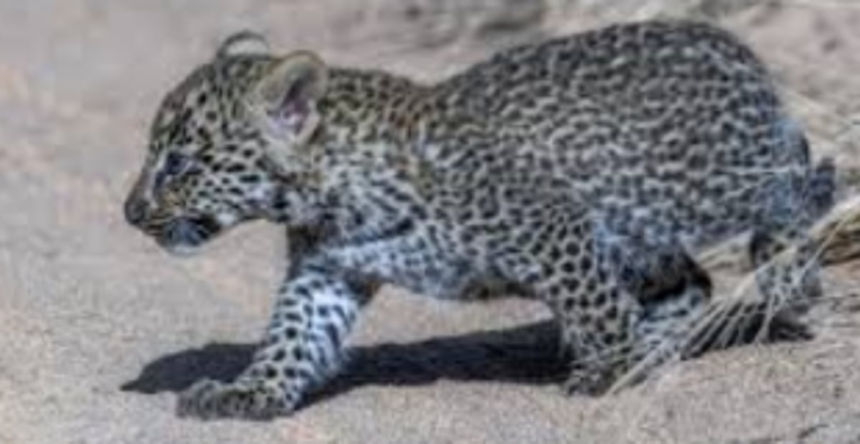 Leopard cub rescued from a tree in Canacona