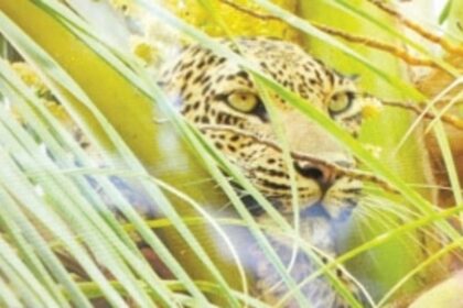 Leopard descends from coconut tree, vanishes into forest