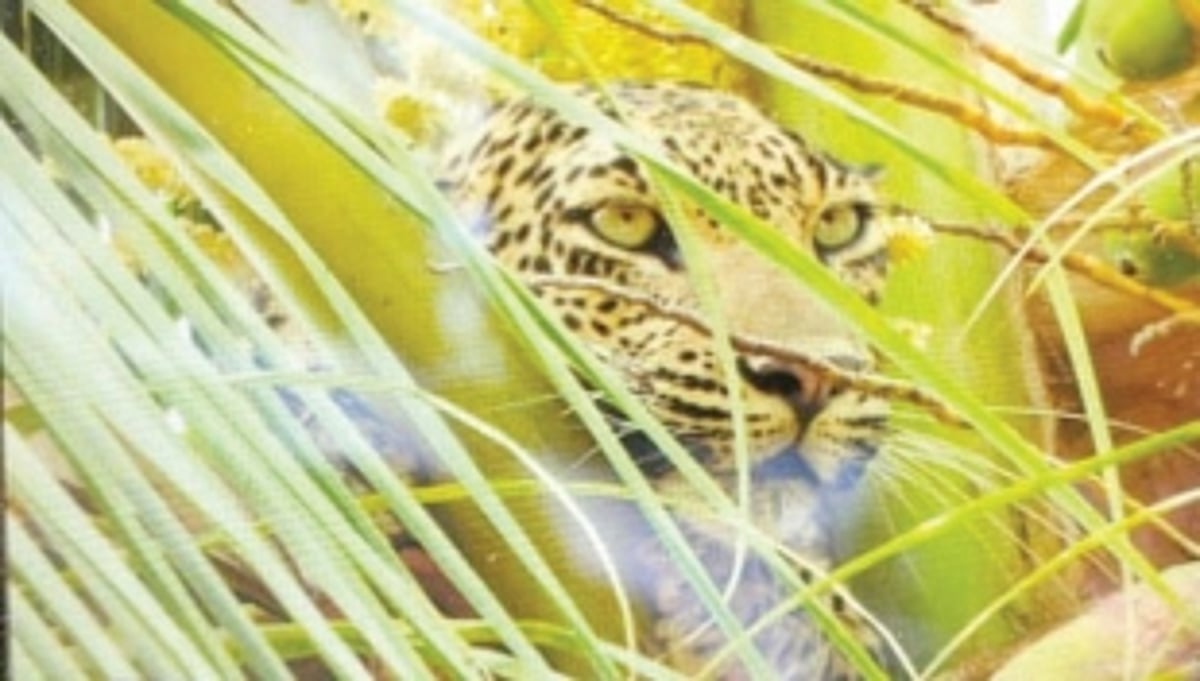 Leopard descends from coconut tree, vanishes into forest
