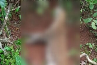 Leopard dies in a desperate bid to escape cable snare trap in Simepaine-Mangueshim