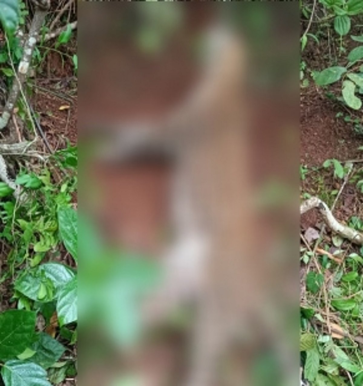 Leopard dies in a desperate bid to escape cable snare trap in Simepaine-Mangueshim