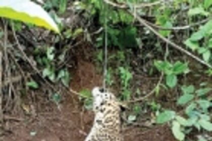 Leopard dies in snare laid for wild boar at Mangueshi