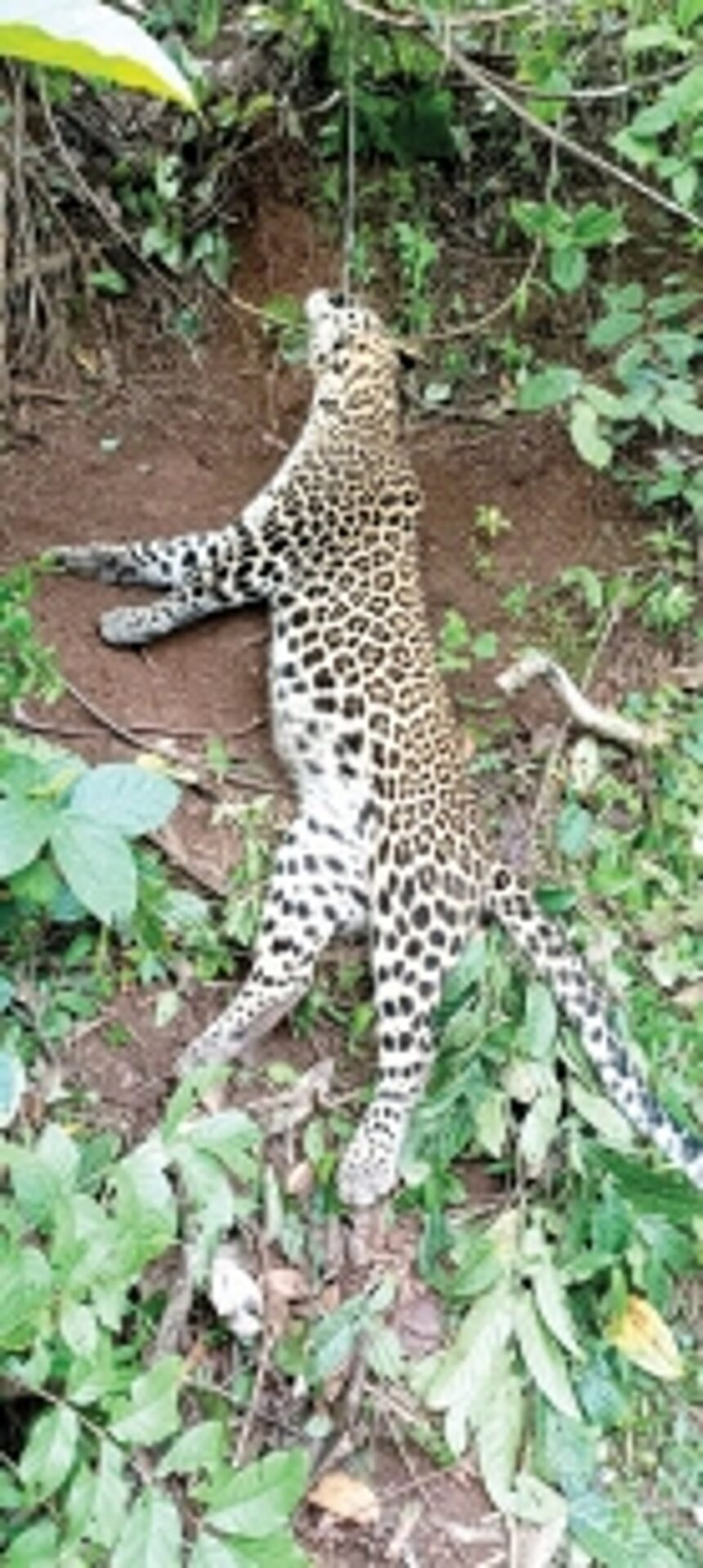 Leopard dies in snare laid for wild boar at Mangueshi