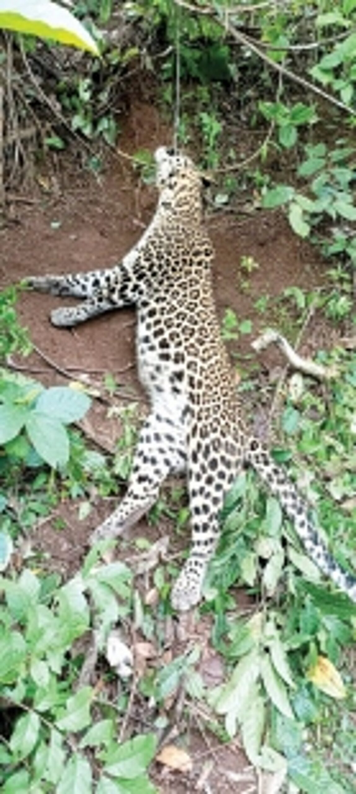 Leopard dies in snare laid for wild boar at Mangueshi