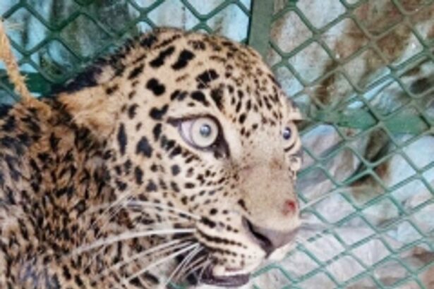 Leopard falls into well at Galgibagh, rescued