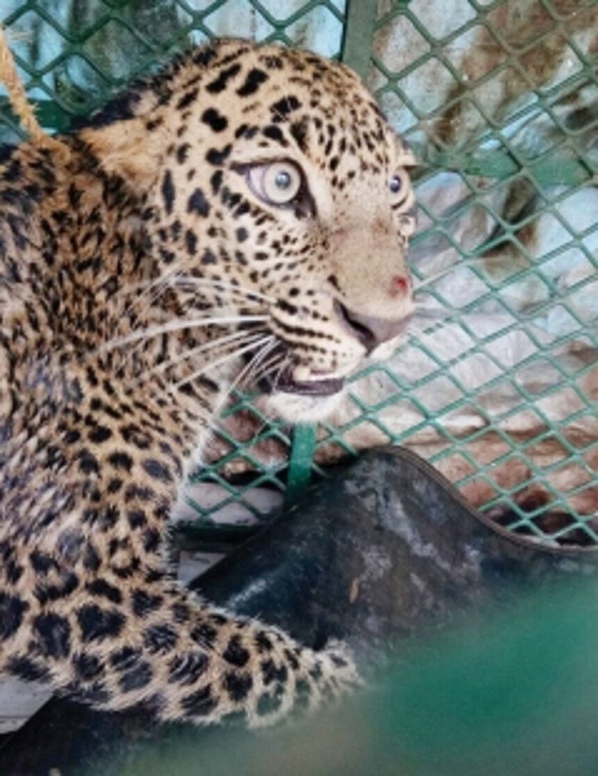 Leopard falls into well at Galgibagh, rescued 1 Leopard falls into well at Galgibagh, rescued