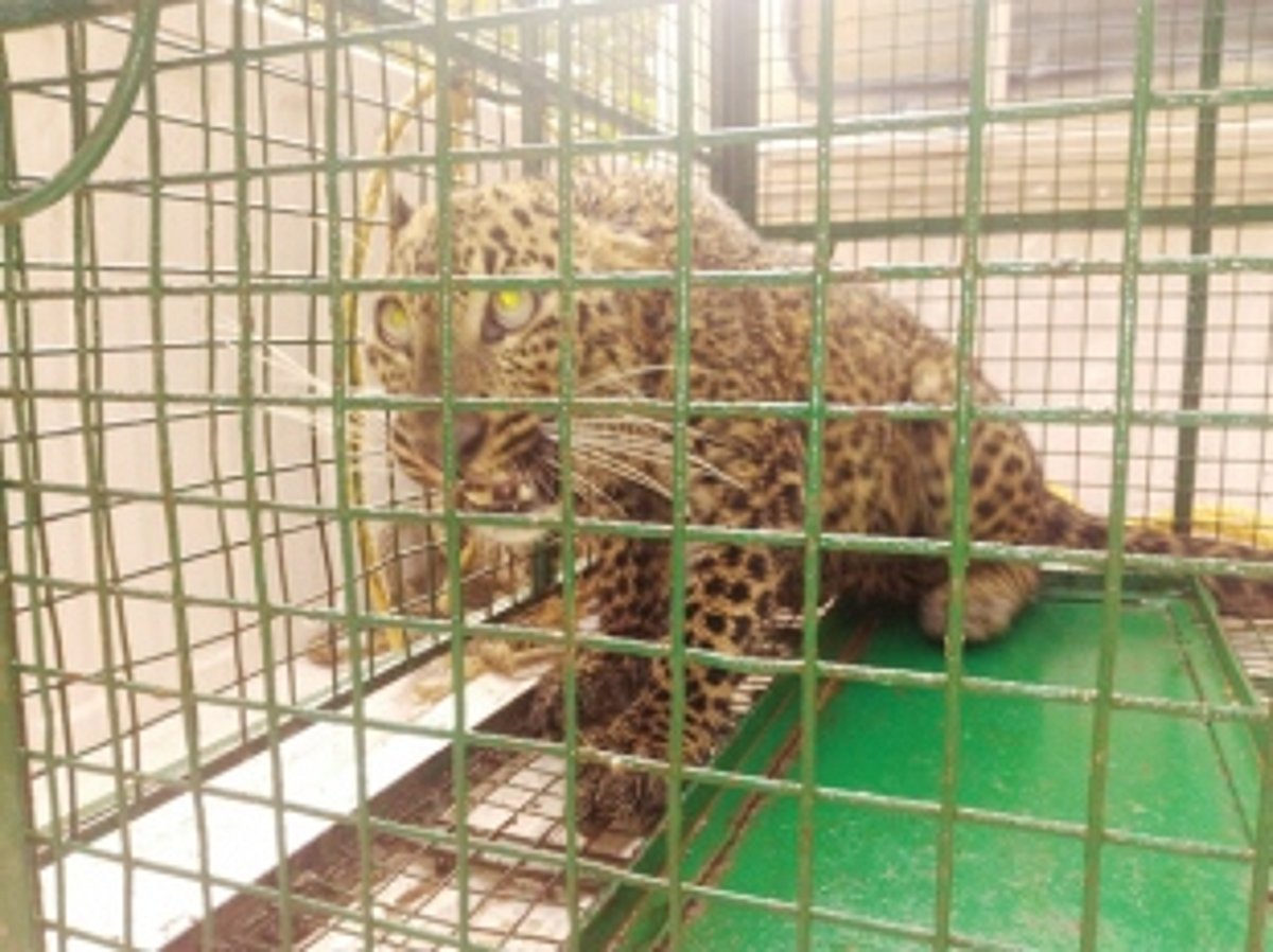 Leopard falls into well, rescued