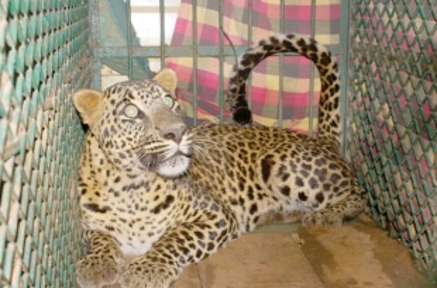 Leopard found trapped in cable  snare at Shiroda, rescued