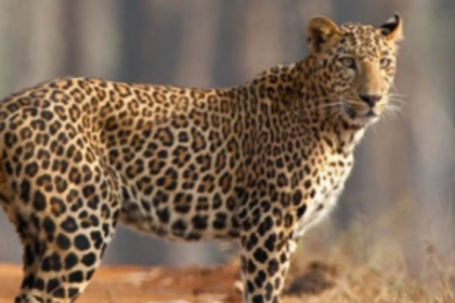 Leopard killed in trap laid for wild boar at Morpilla