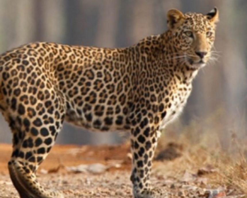 Leopard killed in trap laid for wild boar at Morpilla