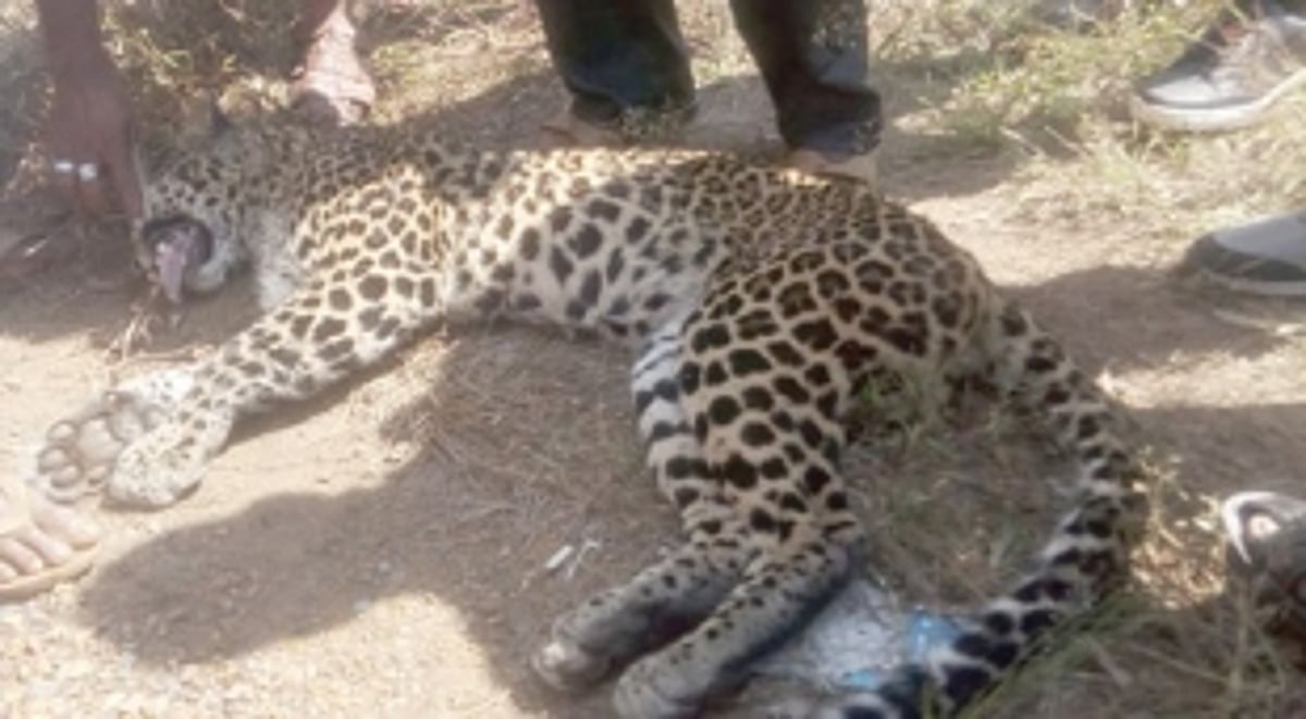 Leopard knocked down  to death at Bethora