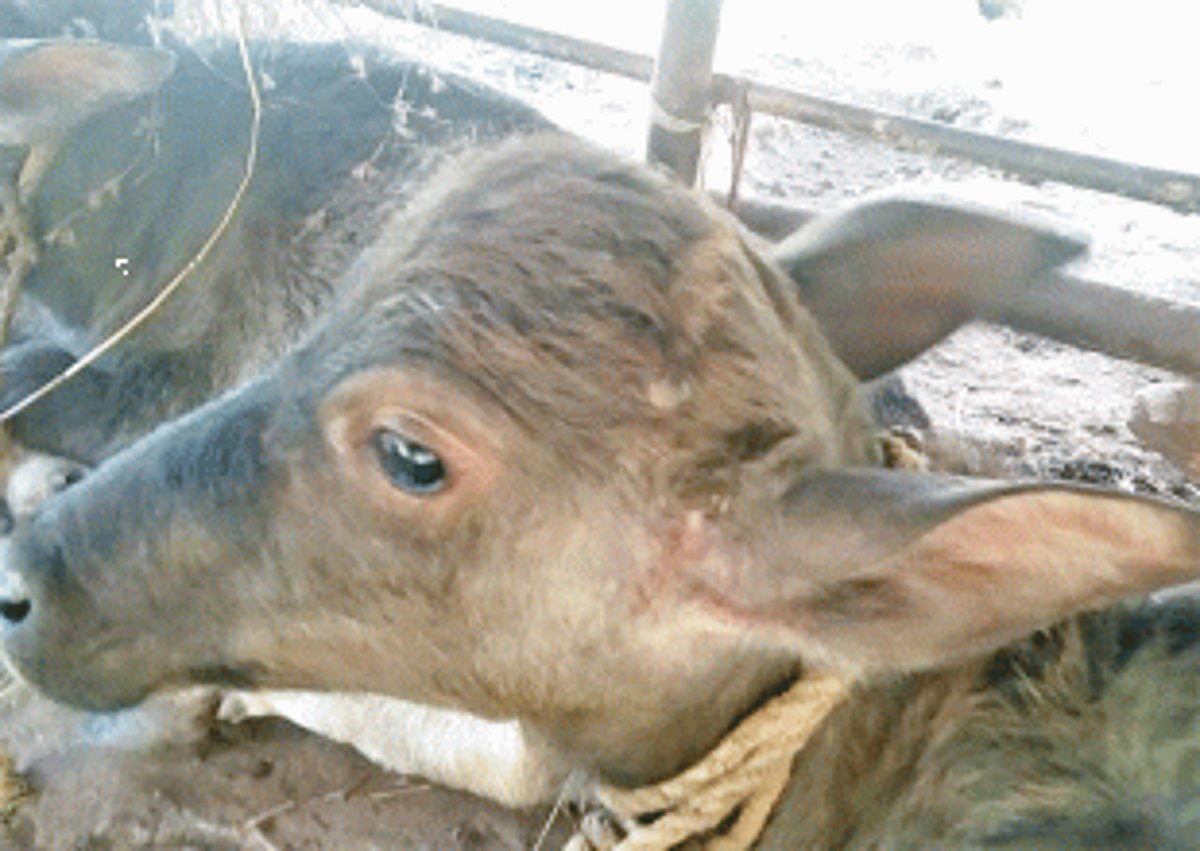 Leopard preys on goats at Dharbandora