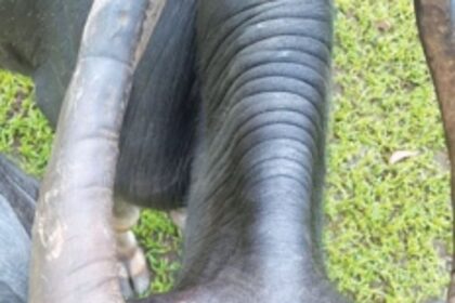 Leopard prowls Honda, attacks cattle, pets