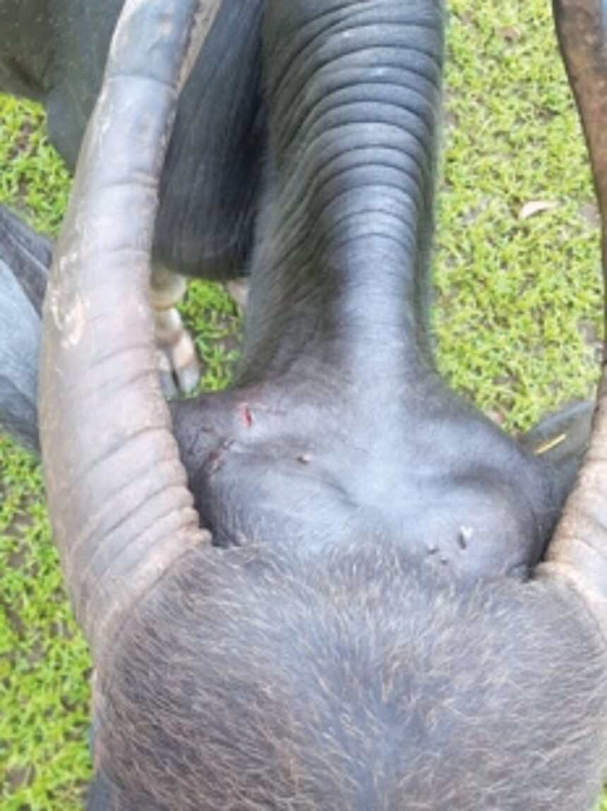 Leopard prowls Honda, attacks cattle, pets 1 Leopard prowls Honda, attacks cattle, pets