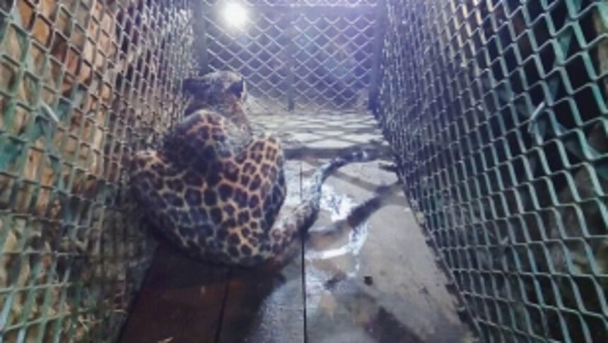 Leopard rescued