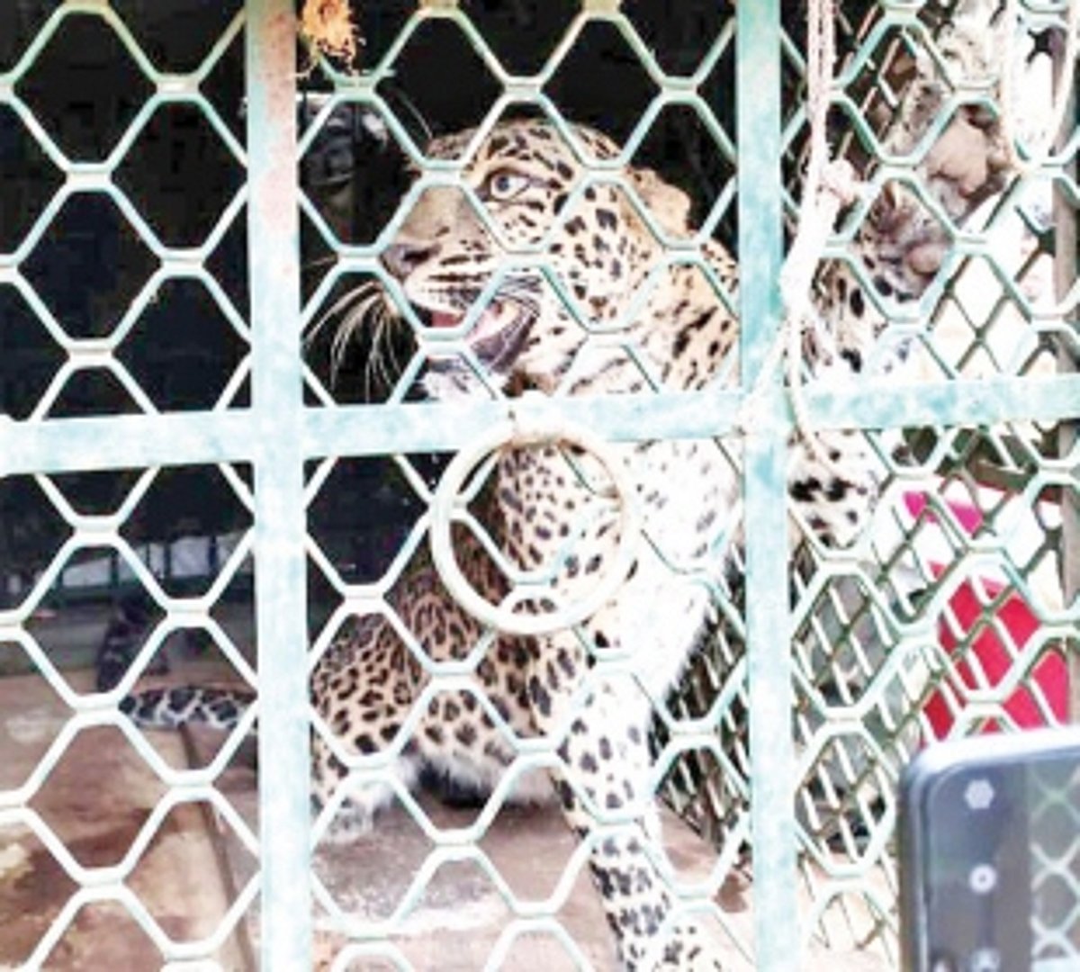 Leopard rescued at Sanguem