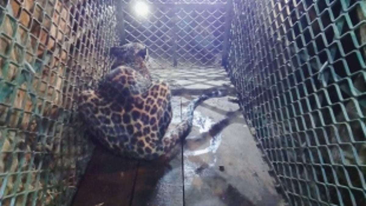 Leopard rescued