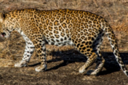 Leopard sighted at Marcaim