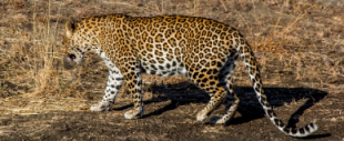 Leopard sighted at Marcaim