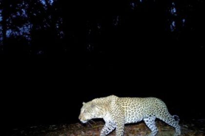 Leopard  sighted at Tuem