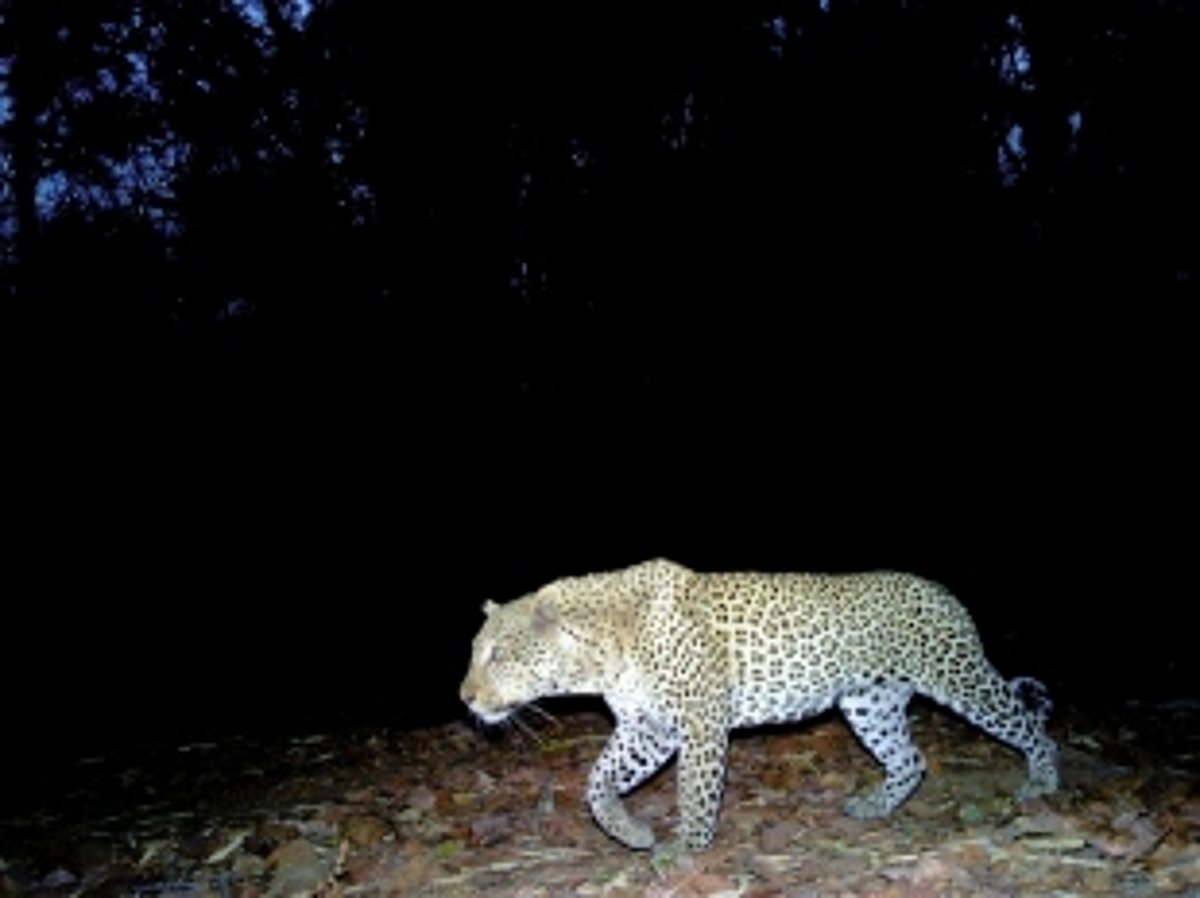 Leopard  sighted at Tuem