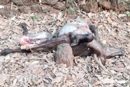 Leopard stalks Nagargao,  villagers live in fear