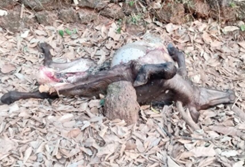 Leopard stalks Nagargao,  villagers live in fear