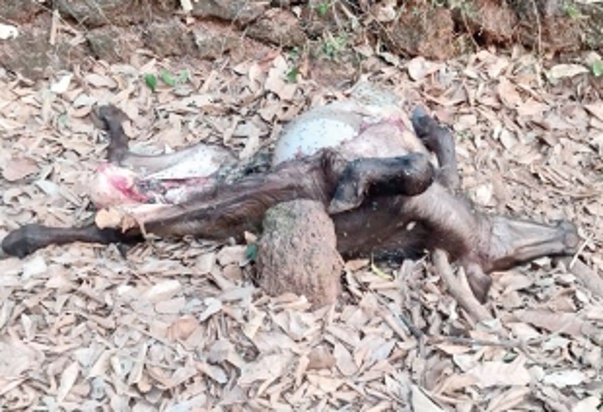 Leopard stalks Nagargao,  villagers live in fear