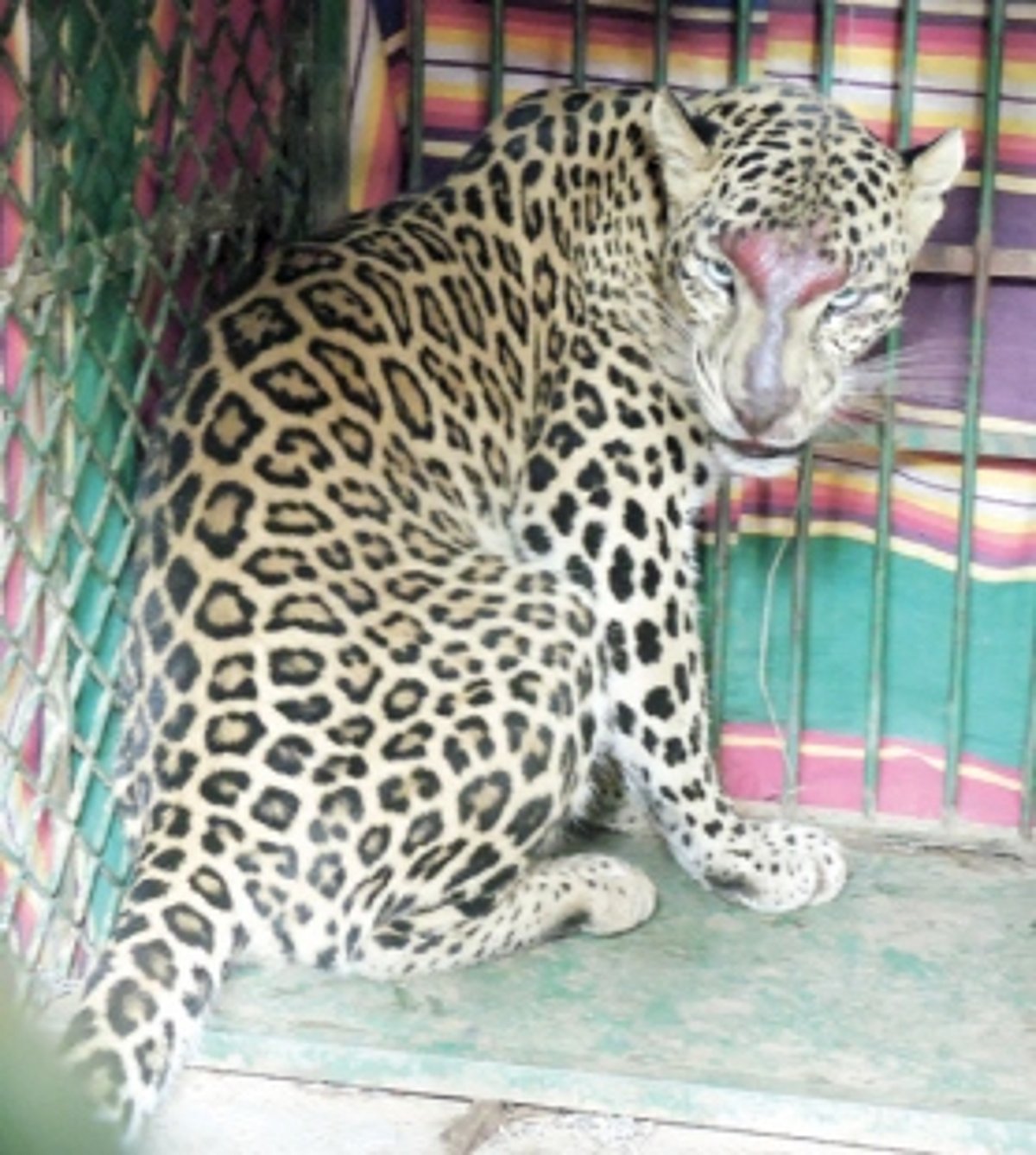 Leopard trapped at  Loutulim