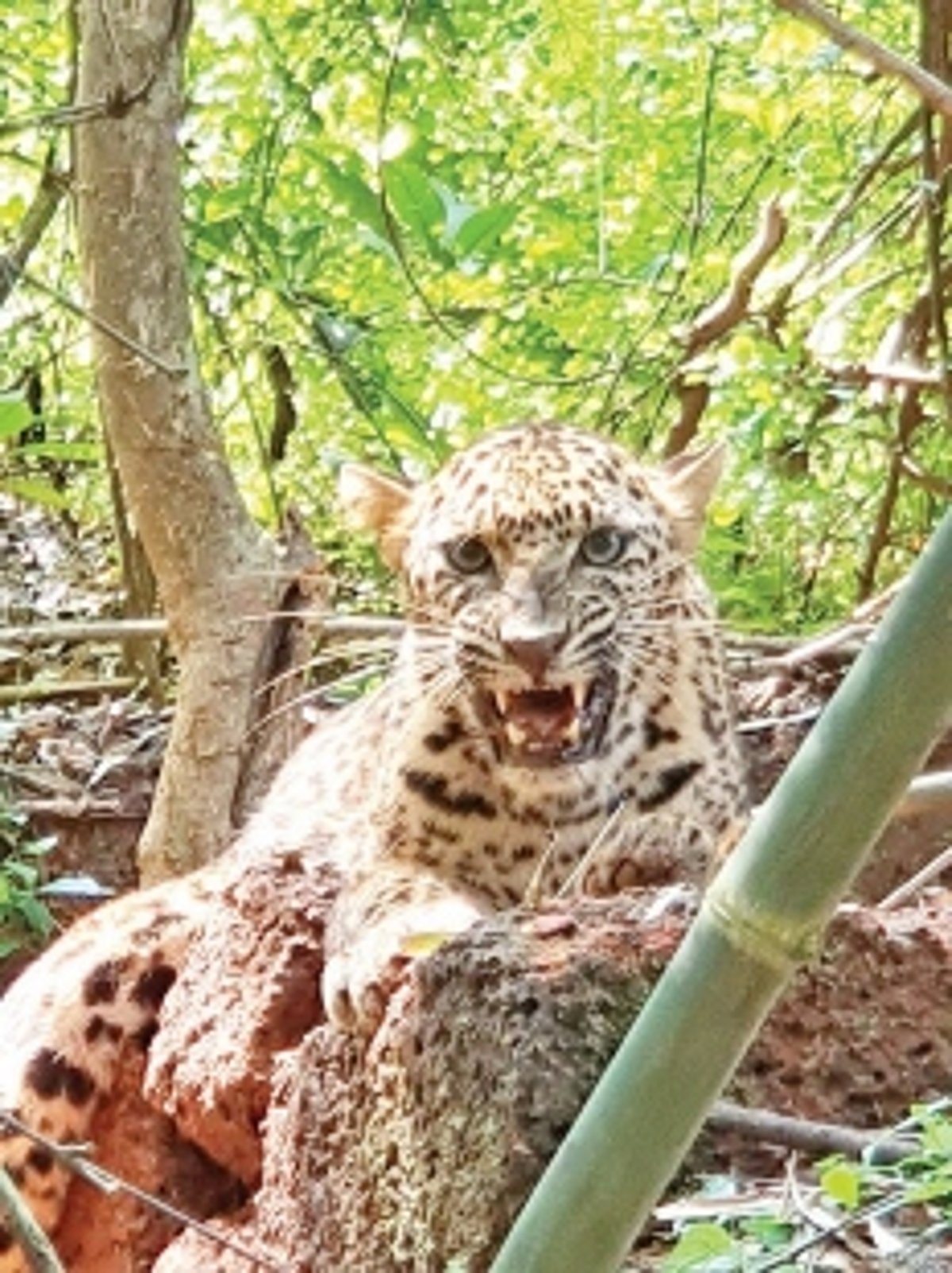 Leopard trapped at Usgao rescued by Forest department