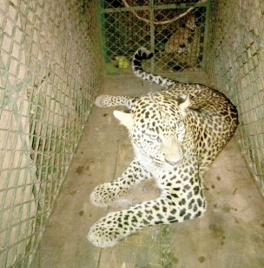 Leopard trapped in Pissurlem