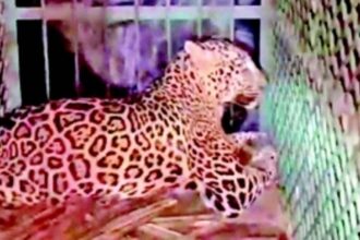 Leopard trapped in cage meant for elusive black panther in Dharbandora